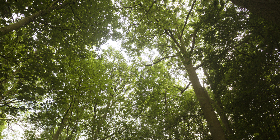 Het Nachtegalenpark ligt ten zuiden van het stadscentrum