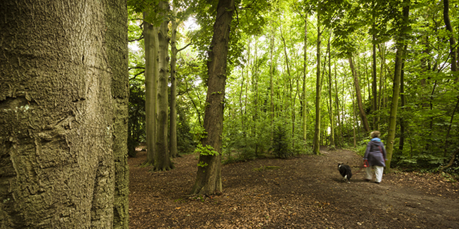 Een wild stukje bos aan de Singel Een wild stukje bos aan de Singel