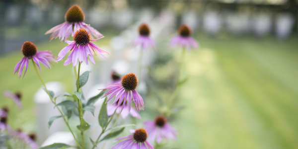 bloemen voor russiche soldaten ontdek de oorlogsverhalen van pijn en moed in het bloemen voor russiche soldaten ontdek de oorlogsverhalen van pijn en moed in het